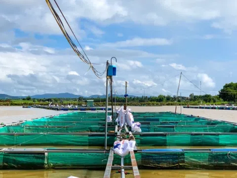 Sung túc nhờ nuôi cá lồng bè trên lòng hồ thủy điện