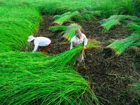 Trồng cói cho lợi nhuận gần 300 triệu đồng/ha/năm
