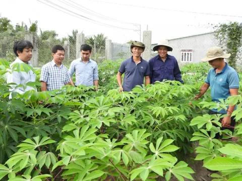 Canh tác thông minh để thích ứng bệnh khảm lá sắn