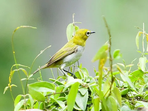 Nguyên nhân làm cho các loài chim ngày càng nhỏ đi trong tự nhiên