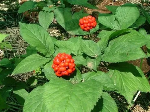 Nghiên cứu đánh giá sinh trưởng phát triển cây dược liệu Tam thất bắc trong ba điều kiện canh tác tại một số huyện tỉnh Quảng Ngãi