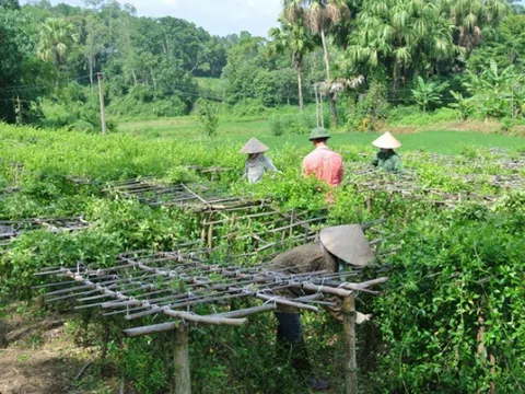 Hỗ trợ đồng bào dân tộc thiểu số và miền núi trồng dược liệu quý