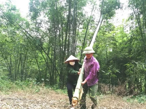 Xứ luồng 'hồi sinh'