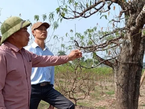 Chia sẻ khó khăn với người trồng đào Tết ở Thái Bình do cây chết hàng loạt