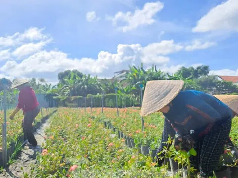 Ngắm vườn sâm quý 'tiến vua' ở Bình Định cho thu nhập hàng trăm triệu đồng