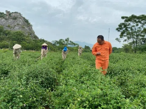 Chương Mỹ: Phát triển mô hình kinh tế chủ lực tạo sức bật xây dựng nông thôn mới nâng cao