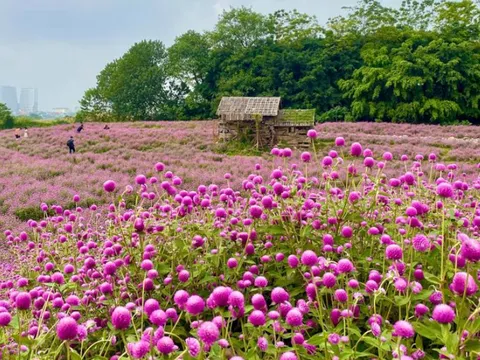 Giới trẻ mê mẩn “check-in" với hoa bách nhật tím