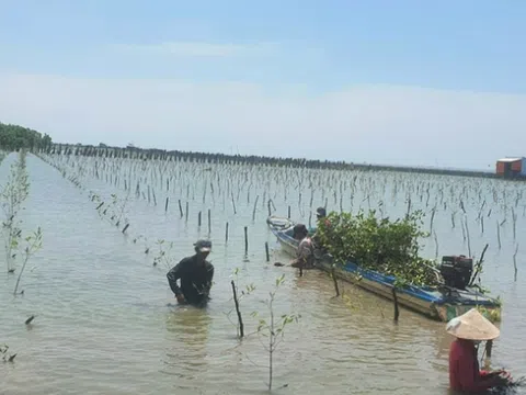 Trồng rừng phòng hộ nơi đầu sóng ngọn gió