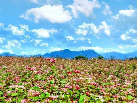 Hà Giang xuất khẩu hạt hoa tam giác mạch sang Nhật Bản