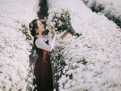 Vẻ đẹp thiếu nữ Hà Thành bên cúc họa mi đầu mùa