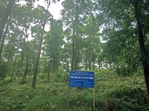 Giống keo tai tượng nội chất lượng vượt trội hạt nhập khẩu