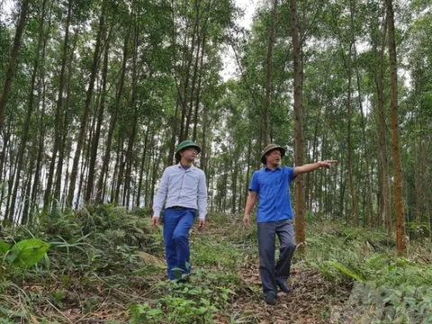 Gỗ rừng trồng từ vùng nguyên liệu kiểu mẫu đi khắp thế giới