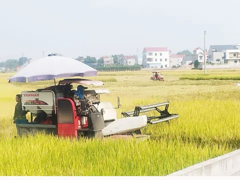 Năng suất lúa nếp Thầu Dầu đạt cao nhất từ trước tới nay