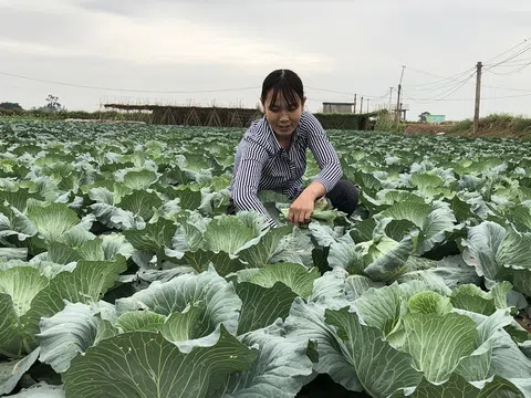 Liên kết sản xuất, tiêu thụ nâng cao giá trị sản phẩm: Bài học thành công của HTX SX KD DV Nông nghiệp xã Văn Đức (Gia Lâm - Hà Nội)