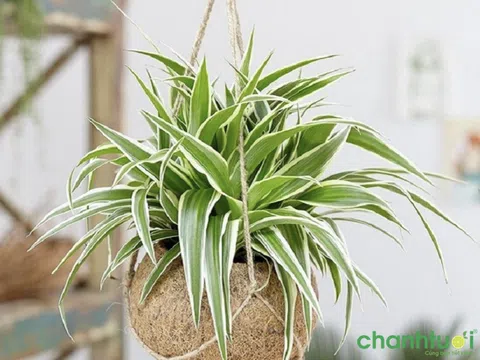 Top 20 loại cây trồng trong nhà có ý nghĩa phong thủy tốt nhất