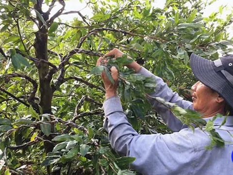 Một ông nông dân đất Tiền Giang trồng tới 10ha mai vàng, có những cây mai "khủng" giá hàng trăm triệu