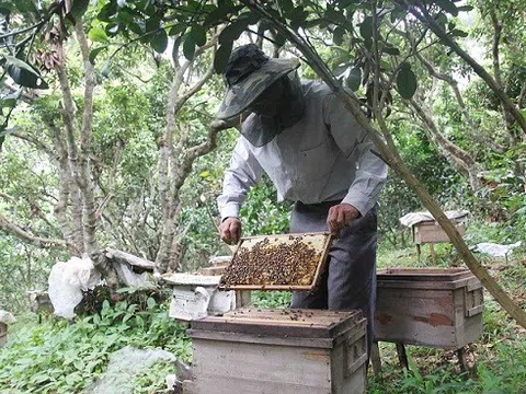 Hiện trạng sản xuất và tiêu thụ sản phẩm mật ong hoa ngũ gia bì Vân Thuỷ, huyện Chi Lăng, tỉnh Lạng Sơn