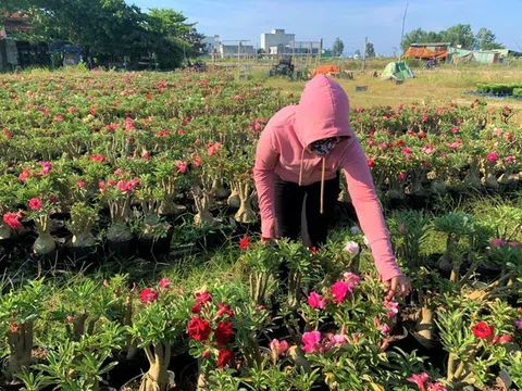 TP.Đà Nẵng: Tận dụng không gian đô thị giúp nông dân làm giàu