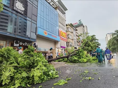 Mưa dông lớn xảy ra vào chiều 6/9 làm nhiều cây xanh tại Hà Nội bị gãy đổ làm 5 người thương vong