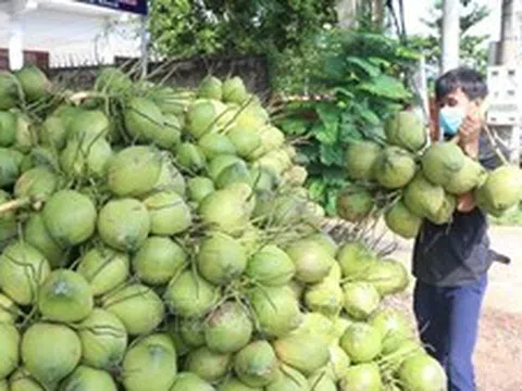 Đồng Tháp: Giá dừa xiêm giảm mạnh