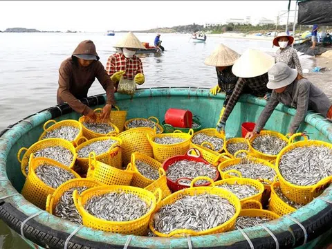 Lâm Đồng: Ngư dân ven biển trúng đậm cá cơm