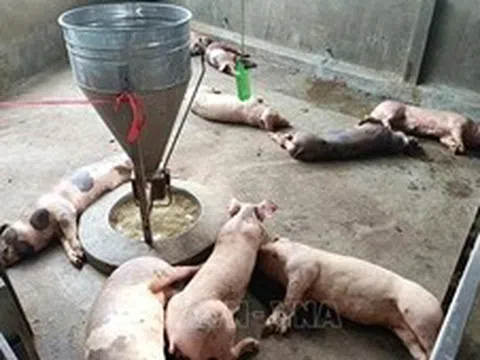 Các địa phương triển khai các giải pháp ứng phó với dịch tả lợn châu Phi