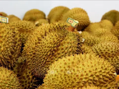 Xuất khẩu rau quả Việt Nam trên đà phục hồi sau giai đoạn tăng trưởng âm