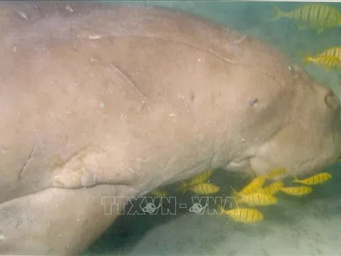 Cấp thiết bảo tồn quần thể Dugong tại vùng biển Côn Đảo