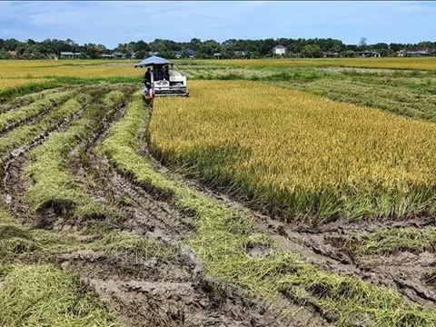 Hà Tĩnh: Nông dân gấp rút thu hoạch lúa Hè Thu trước bão số 5
