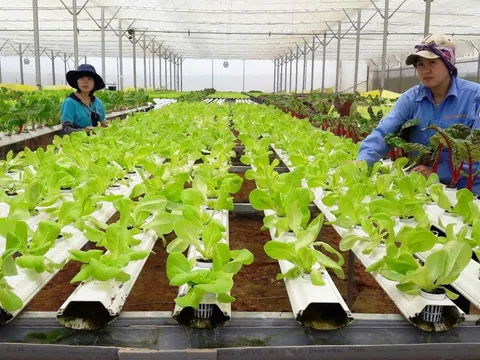 Hà Nội chọn lọc dòng vốn FDI xanh vào nông nghiệp: Khát vọng vươn tầm trong kỷ nguyên hội nhập