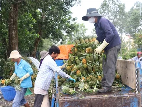 Đồng Tháp: Xây dựng thương hiệu và chỉ dẫn địa lý cho cây dứa vươn xa