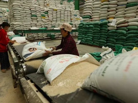 Giá các loại lúa, gạo tại Đồng bằng sông Cửu Long đều tăng