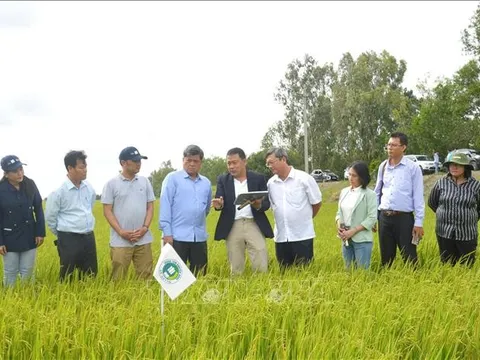 Công nghệ tưới tích hợp AI - Mô hình thí điểm thuộc Đề án 1 triệu ha lúa phát thải thấp ở đồng bằng Sông Cửu Long