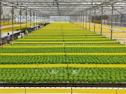 Chỉnh sửa gen trong nông nghiệp: Cơ hội đột phá cần hoàn thiện khung pháp lý phù hợp