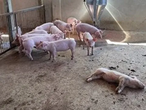 Vĩnh Long phát sinh nhiều ổ dịch tả lợn châu Phi