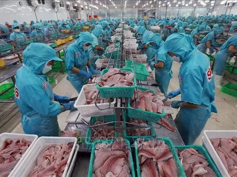 Việt Nam xuất khẩu lô hàng cá rô phi đầu tiên sang Brazil