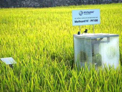 Áp dụng Quy trình MRV từ vụ đông xuân 2025–2026: Chuẩn mực mới trong sản xuất lúa ở Đồng bằng sông Cửu Long