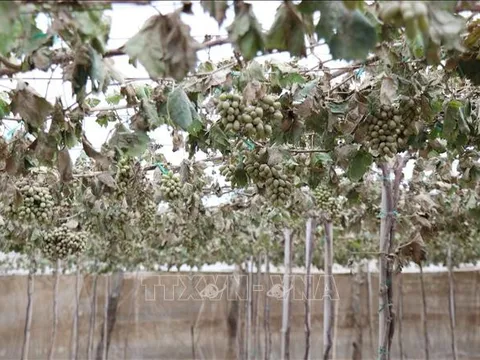 Khôi phục sản xuất nông nghiệp sau mưa lũ ở Khánh Hoà