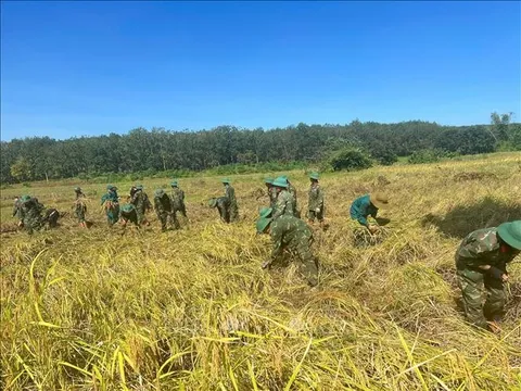 Cả nước đạt sản lượng lúa vụ mùa hơn 8 triệu tấn