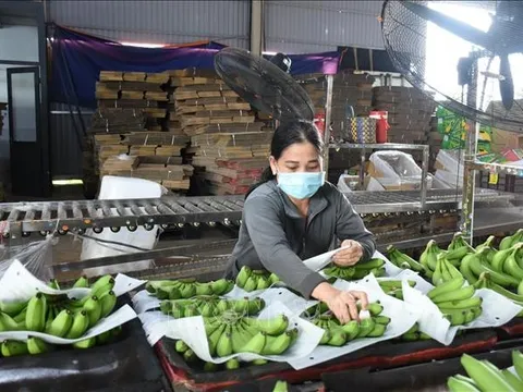 Thị trường Chuối ngày càng mở rộng hướng với mục tiêu xuất khẩu tỷ đô