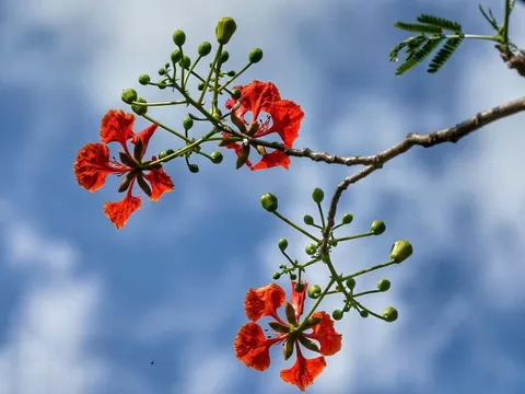 Còn thương mùa hạ