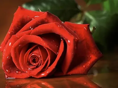 Chuyện tình ly biệt!