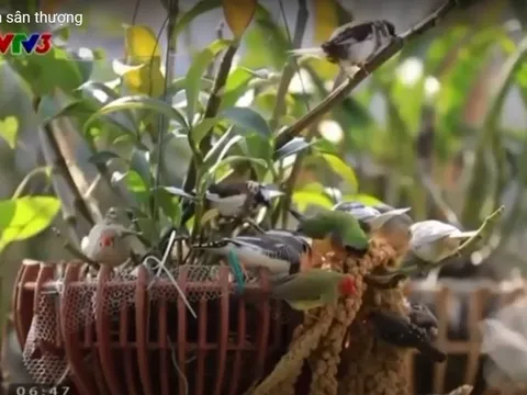Độc đáo vườn chim hoang dã giữa lòng thành phố