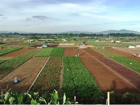 Nông nghiệp đô thị Hà Nội đôi nét lạm bàn