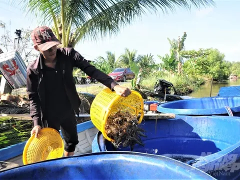 Nuôi tôm cải tiến sử dụng sản phẩm sinh học cho kết quả bất ngờ