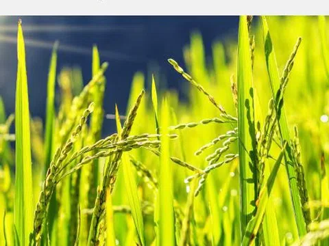 Opportunities to Drive a Transition Towards a Circular Economy in Viet Nam’s Agricultural Sector