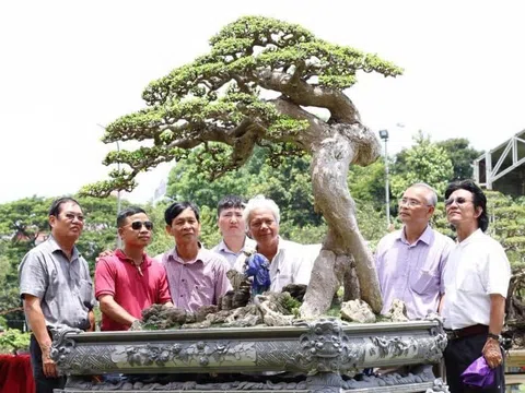 Viện Kinh tế - Văn hoá và Nghệ thuật cấp chứng thư cho tác phẩm cây cảnh “Thế Võ Bình Định”