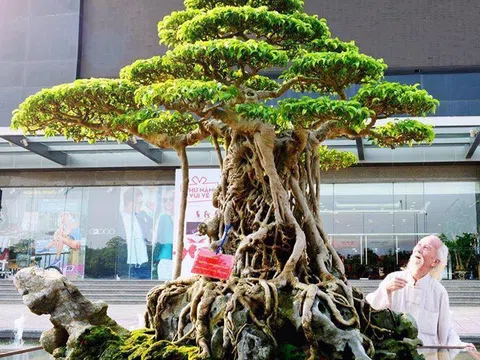 Tiêu chí đánh giá tác phẩm Cây cảnh Nghệ thuật và Bonsai đương đại