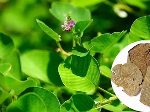 Ảnh hưởng của thời điểm thu hoạch và phương pháp thu hoạch đến năng suất và chất lượng dược liệu Kim tiền thảo tại Thanh Trì - Hà Nội