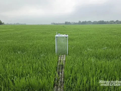 Quảng Trị phấn đấu 100% diện tích cây trồng chủ lực canh tác bền vững